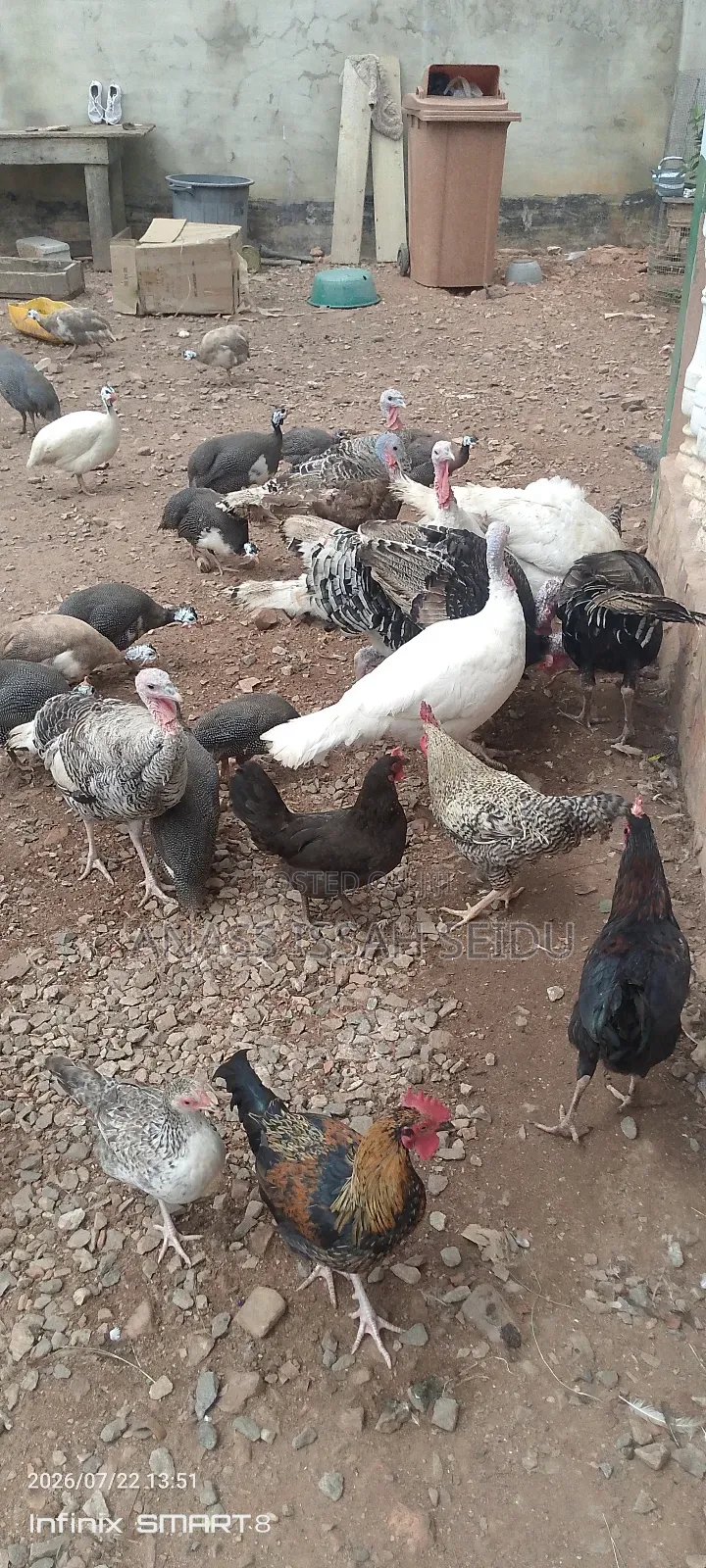 Turkeys for Sale