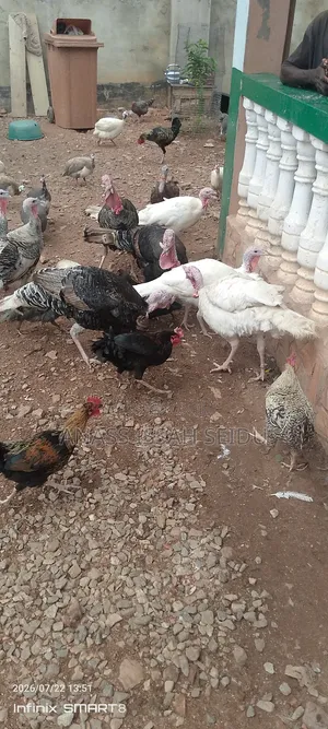 Turkeys for Sale