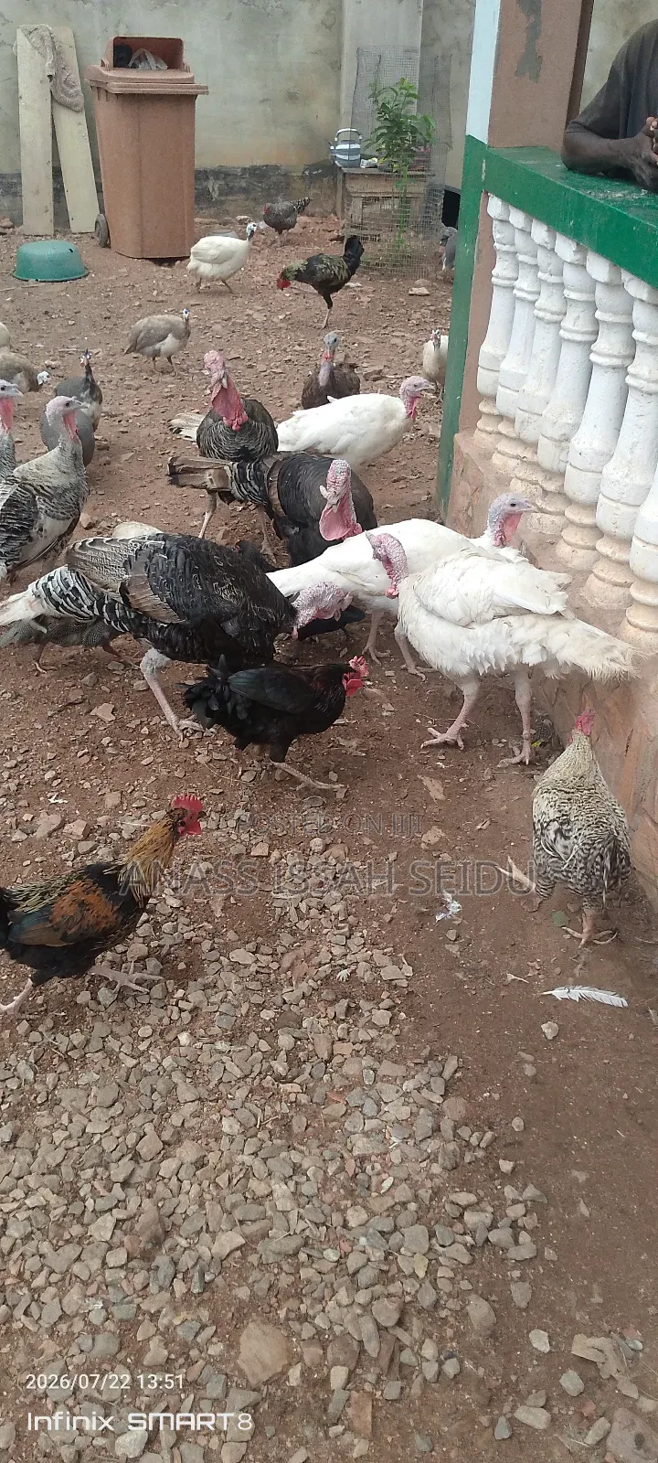 Turkeys for Sale