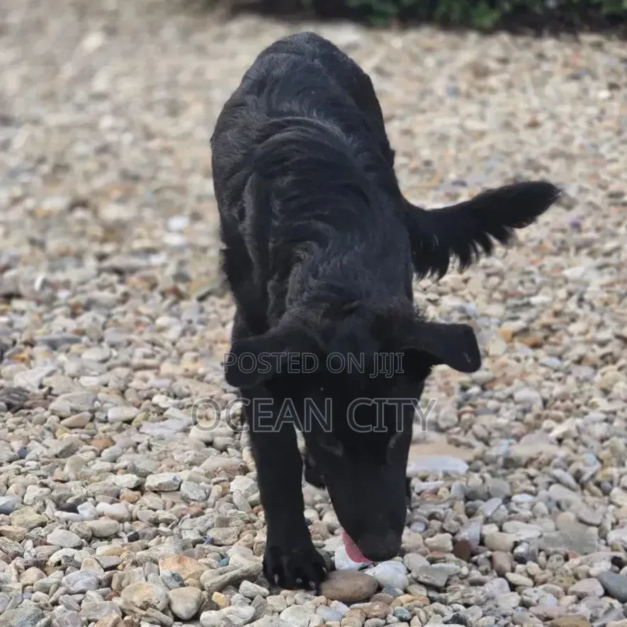 3-6 months Female Purebred German Shepherd