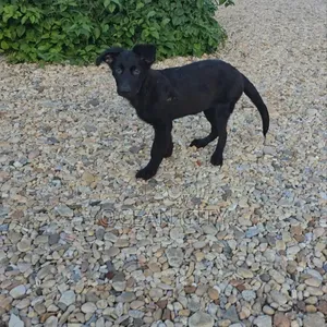 3-6 months Female Purebred German Shepherd