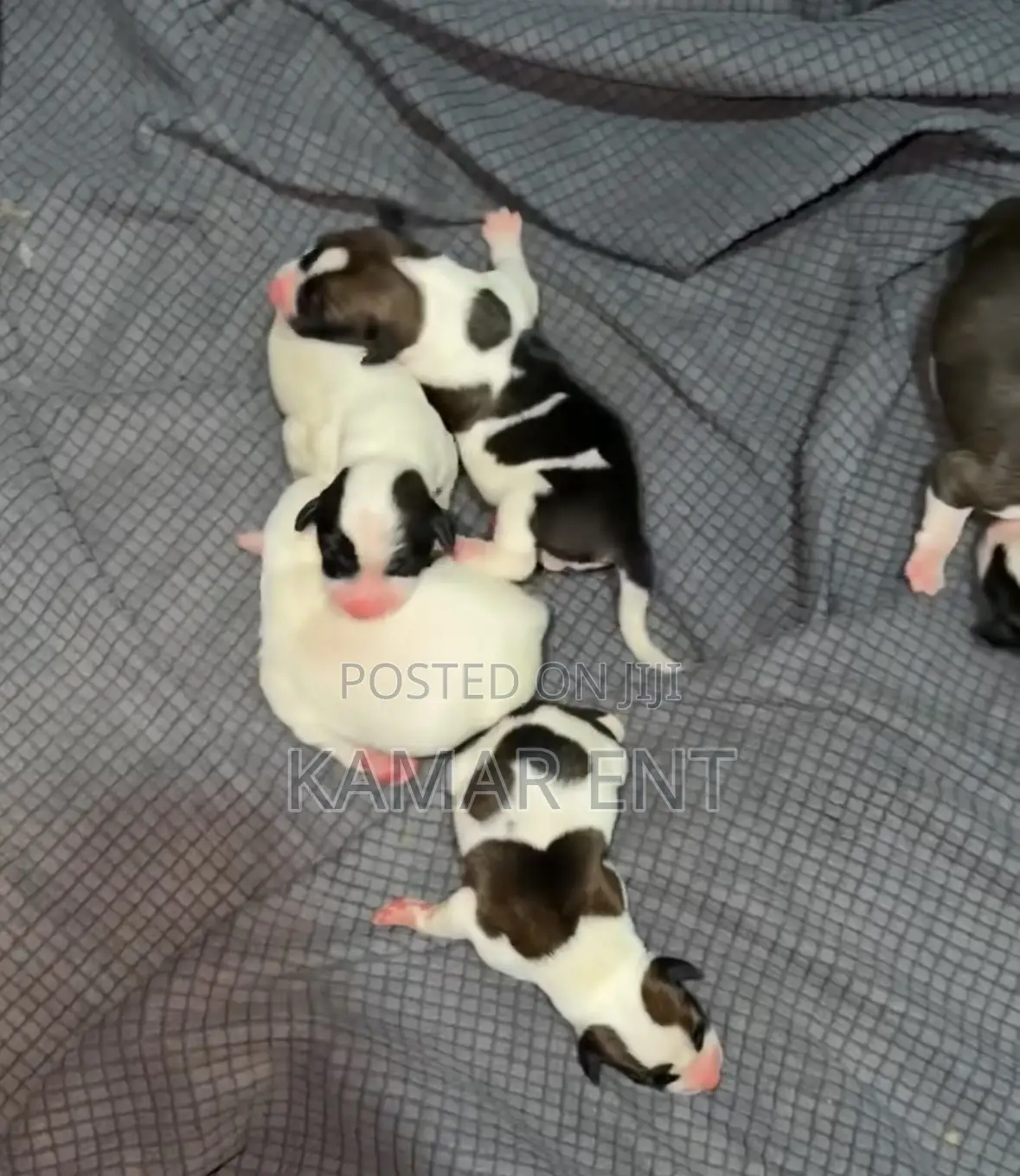 1-3 months Female Mixed Breed Jack Russell Terrier