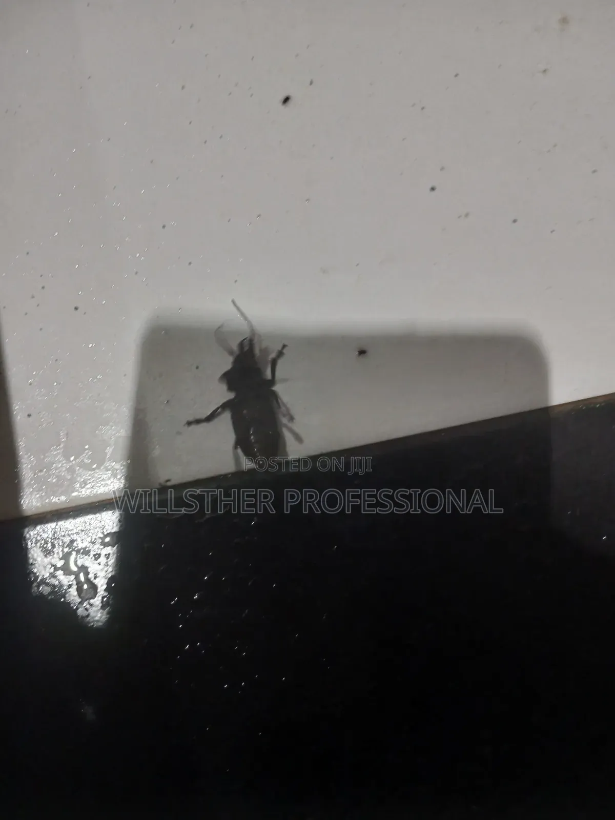 Your Professional Pest Control and Fumigation Expect
