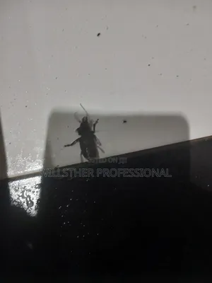 Your Professional Pest Control and Fumigation Expect