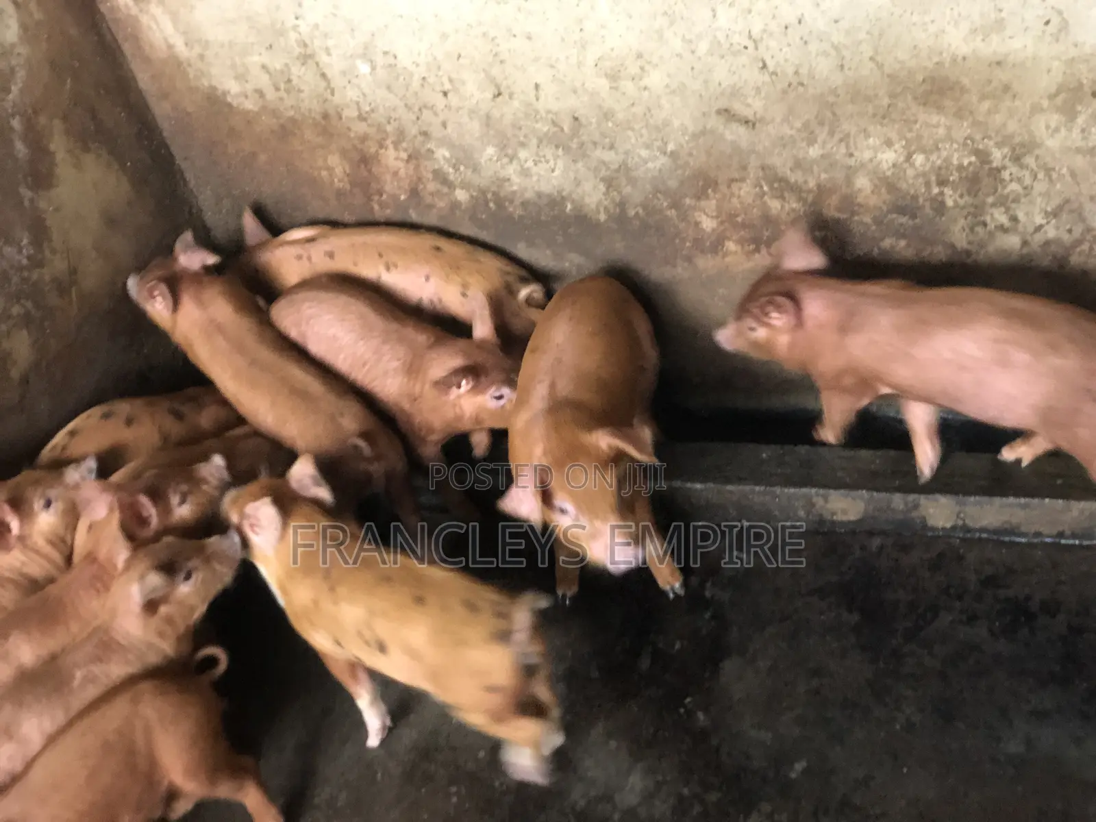 Pure Duroc Piglets for Sale