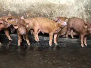 Pure Duroc Piglets for Sale