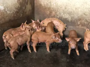 Pure Duroc Piglets for Sale