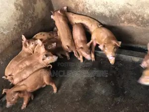 Pure Duroc Piglets for Sale