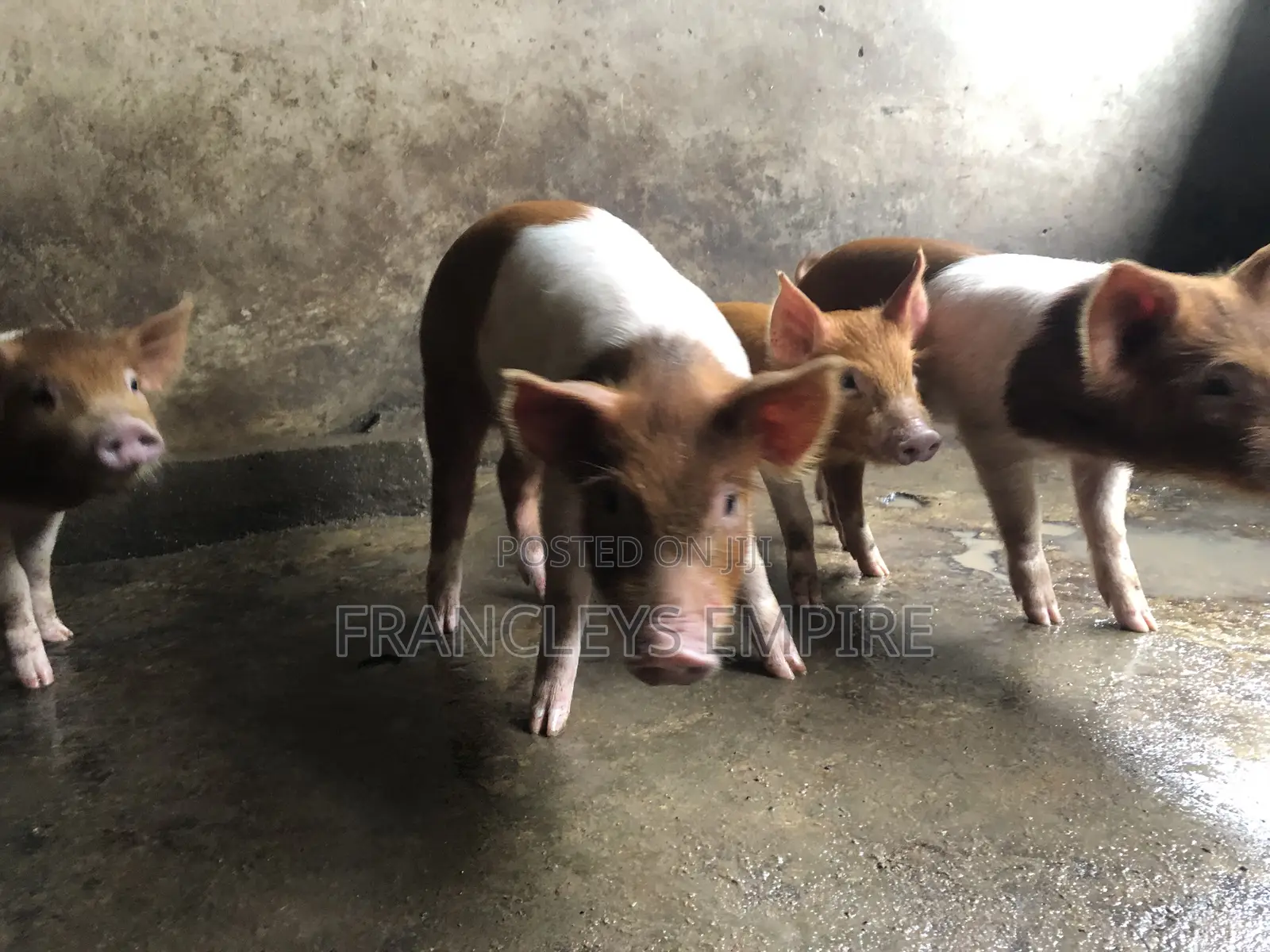 Yorkshire and Duroc Crossbreed Piglets. Fastest Growing Breed.