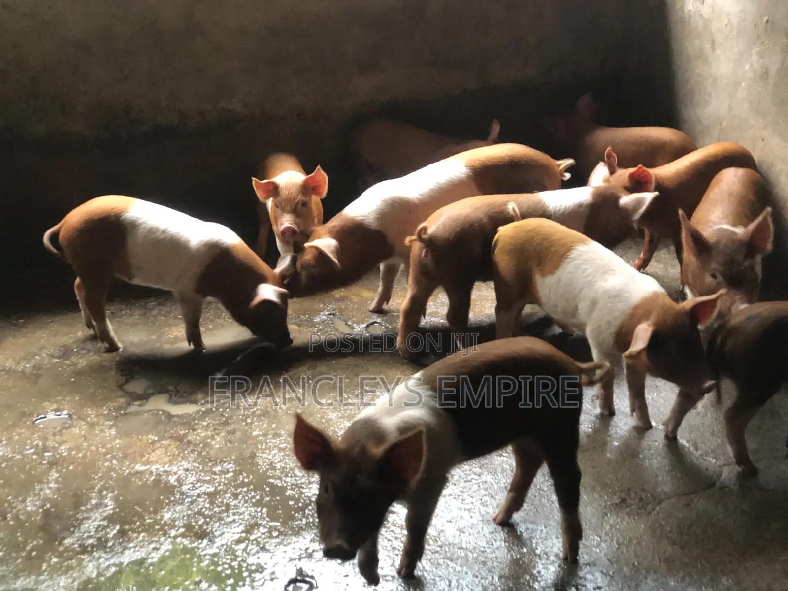 Yorkshire and Duroc Crossbreed Piglets. Fastest Growing Breed.