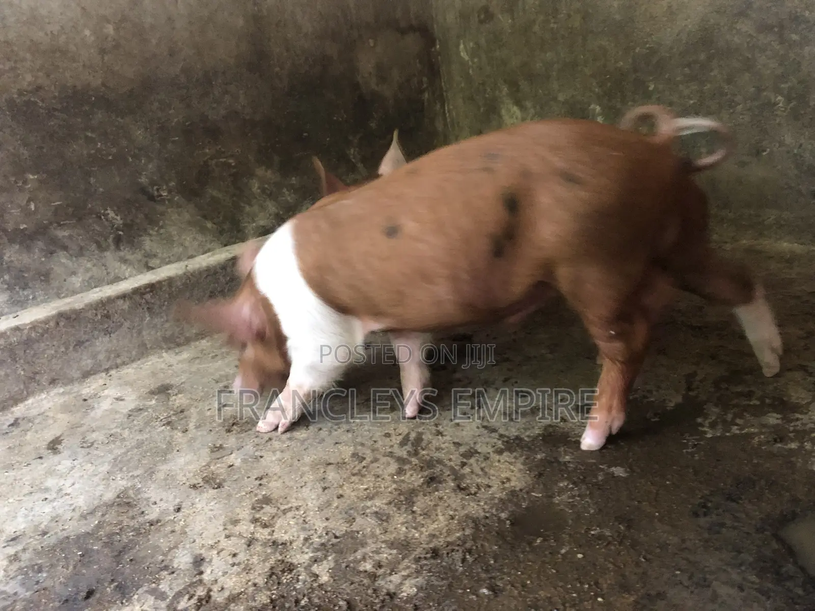 Yorkshire and Duroc Crossbreed Piglets. Fastest Growing Breed.