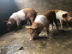Yorkshire and Duroc Crossbreed Piglets. Fastest Growing Breed.