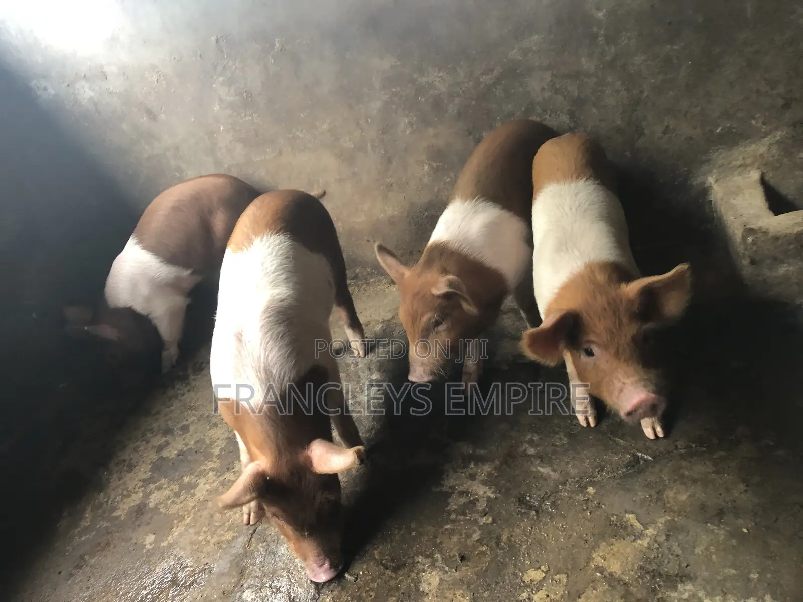 Yorkshire and Duroc Crossbreed Piglets. Fastest Growing Breed.