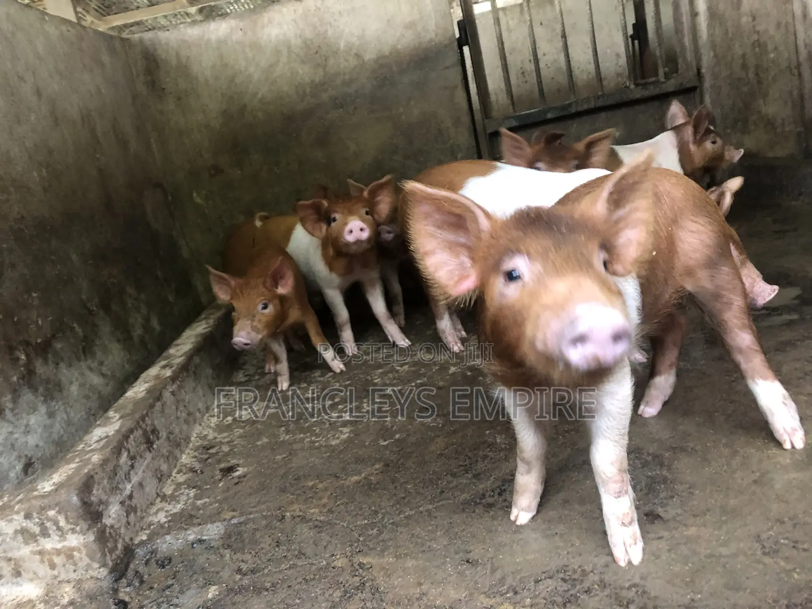 Yorkshire and Duroc Crossbreed Piglets. Fastest Growing Breed.