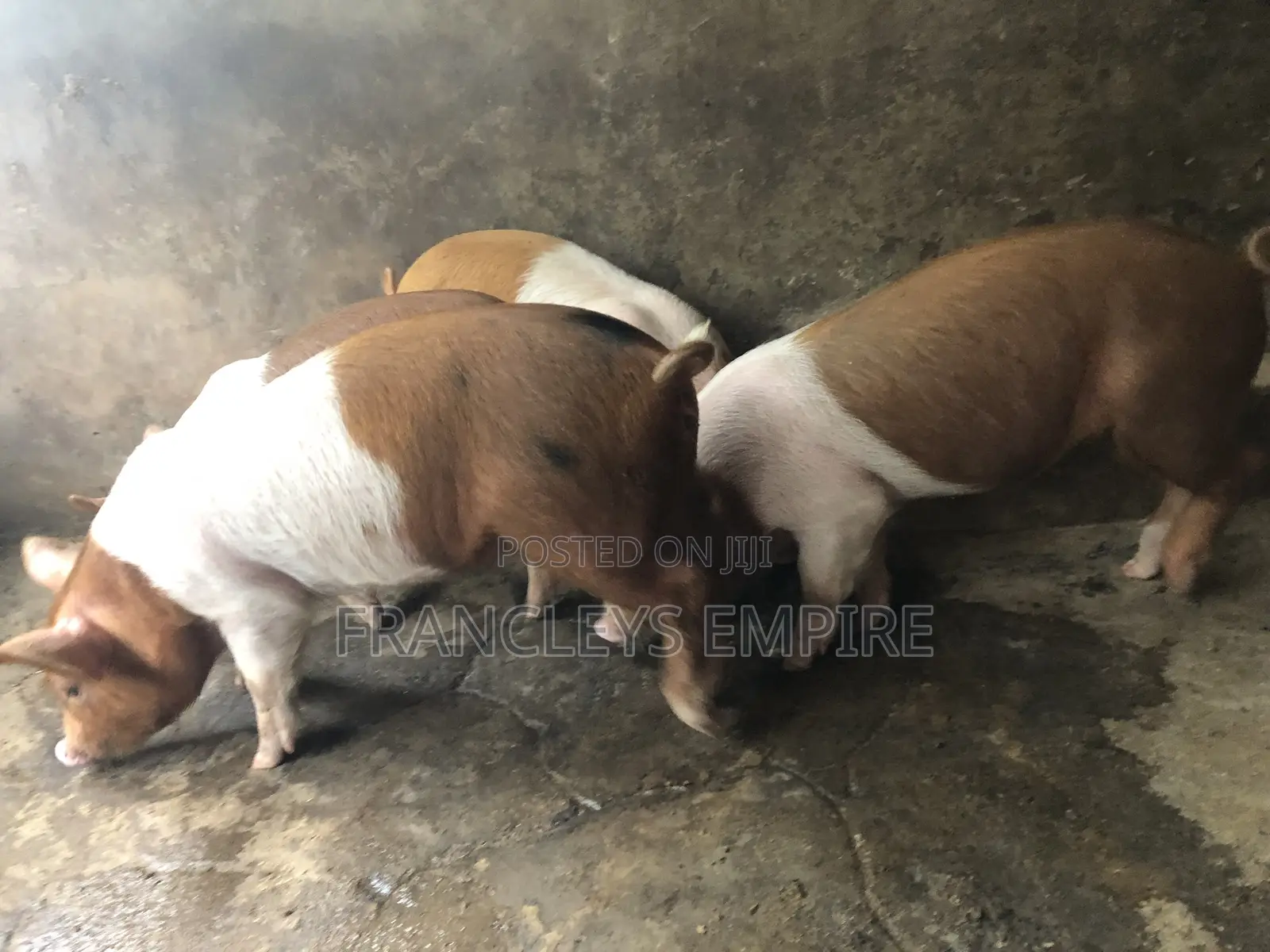 Yorkshire and Duroc Crossbreed Piglets. Fastest Growing Breed.