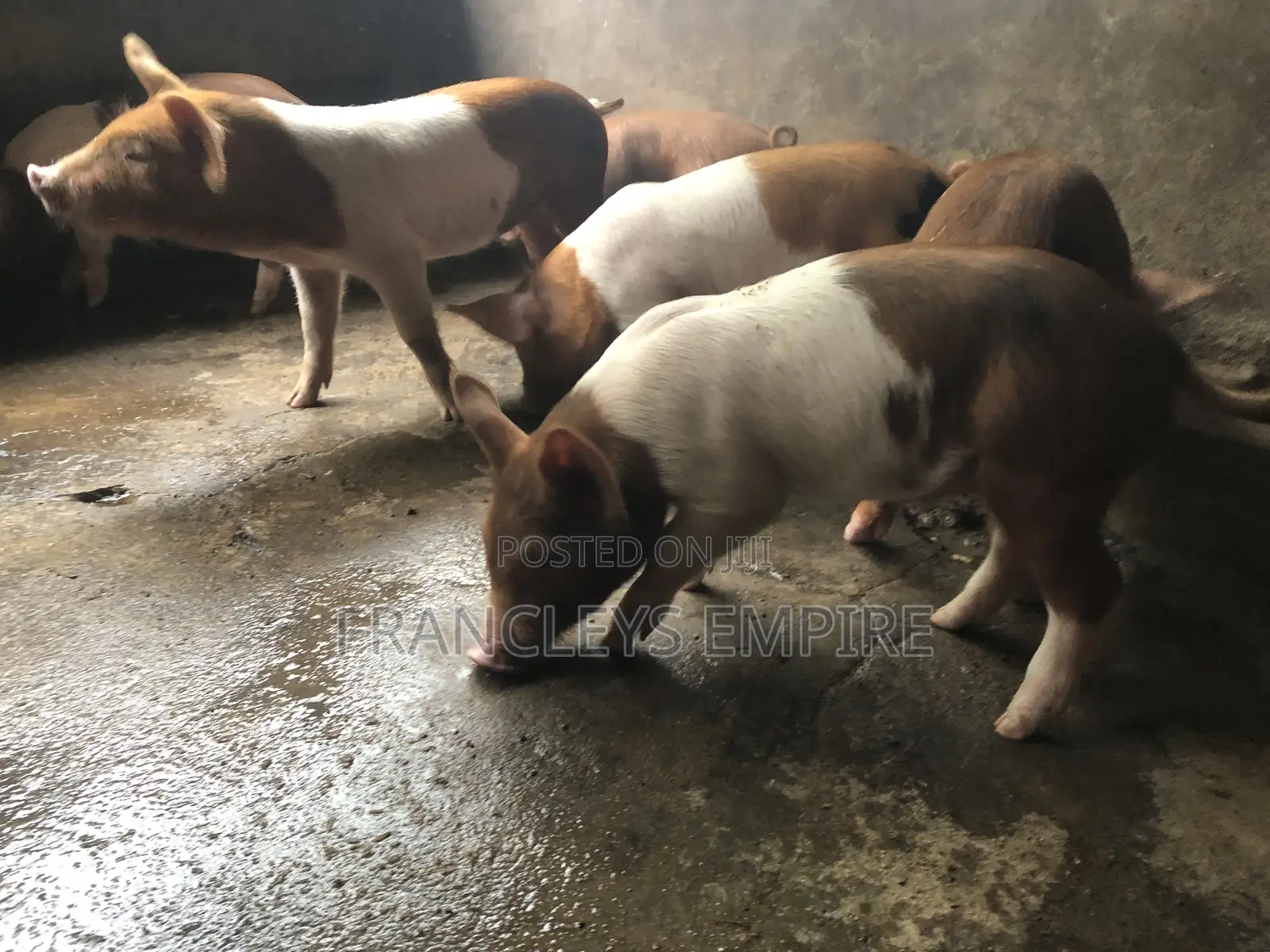 Yorkshire and Duroc Crossbreed Piglets. Fastest Growing Breed.