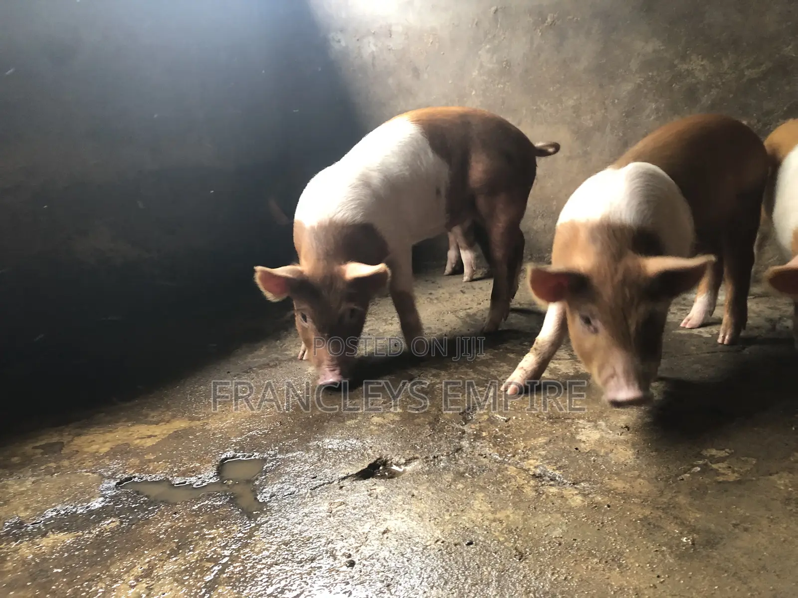 Yorkshire and Duroc Crossbreed Piglets. Fastest Growing Breed.