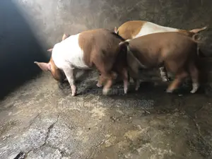 Yorkshire and Duroc Crossbreed Piglets. Fastest Growing Breed.