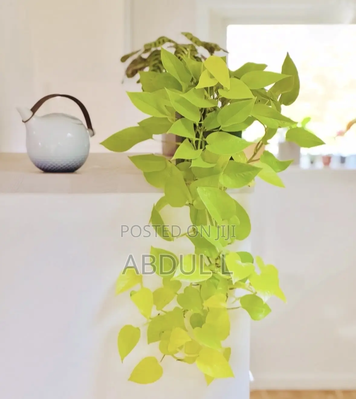 Neon Pothos