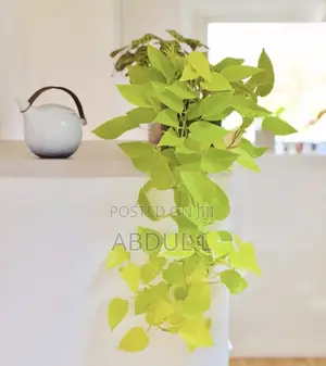 Neon Pothos