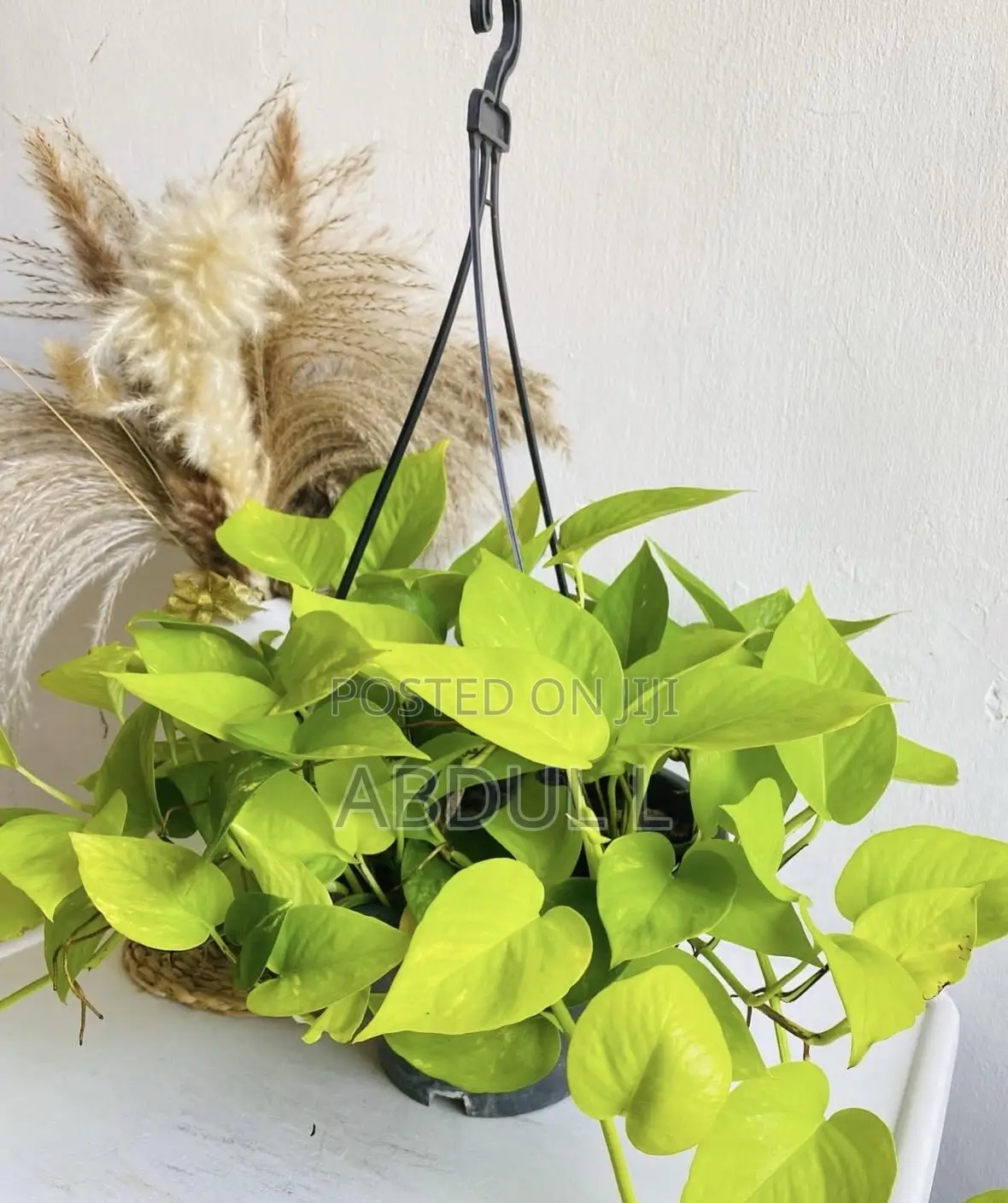 Neon Pothos