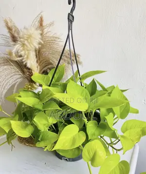 Neon Pothos