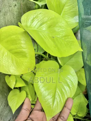 Neon Pothos