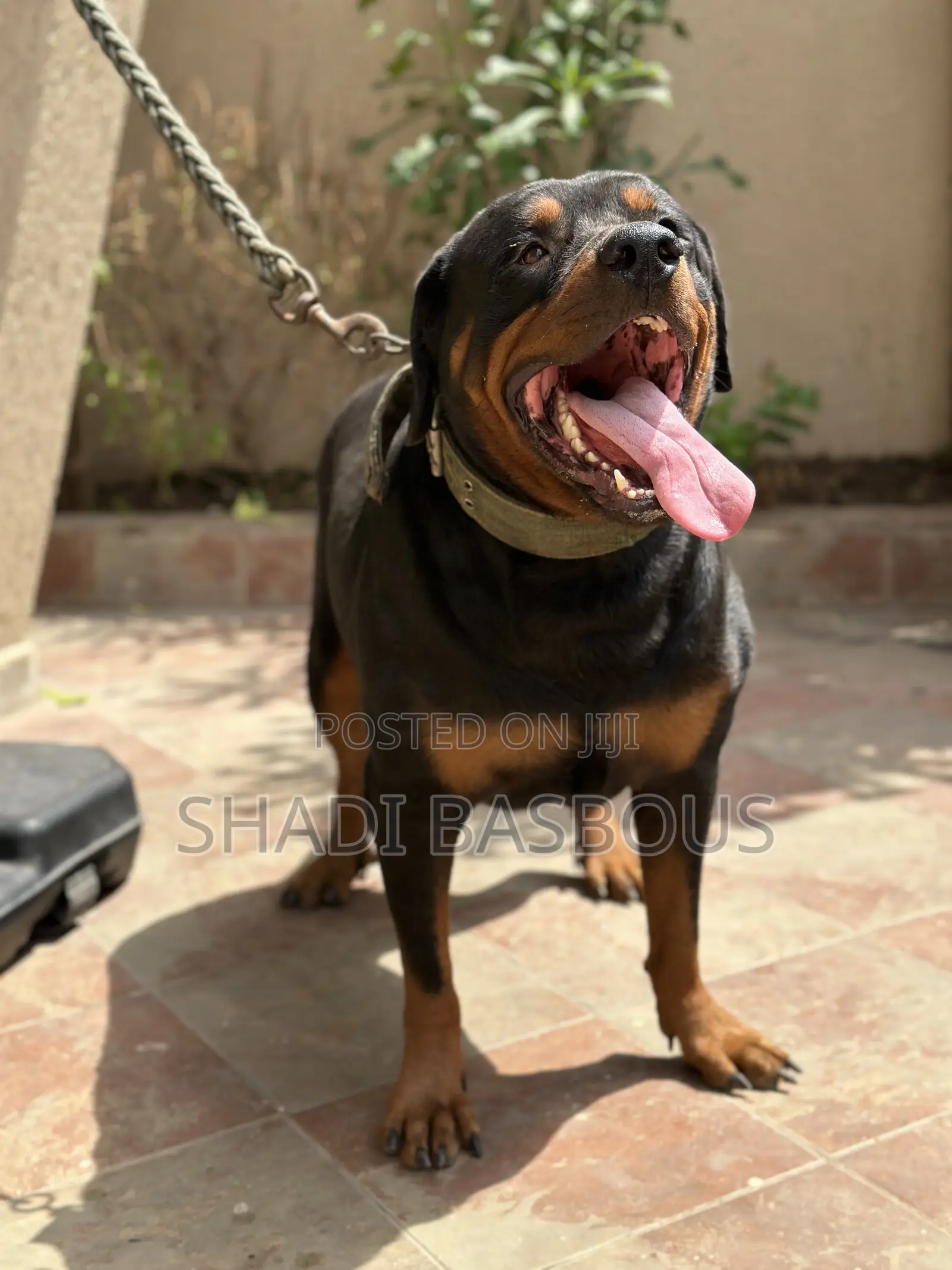 1+ year Male Purebred Rottweiler