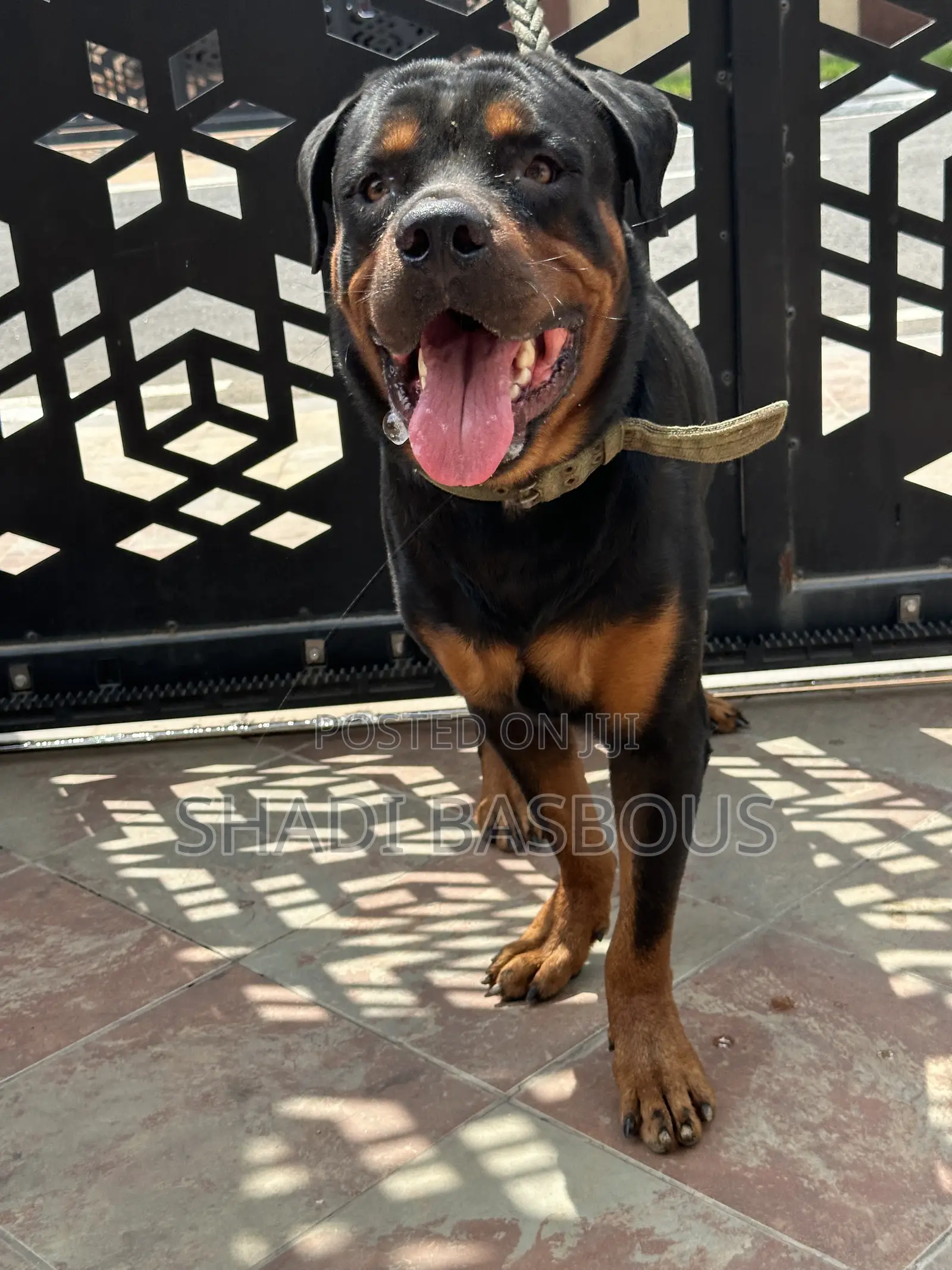 1+ year Male Purebred Rottweiler