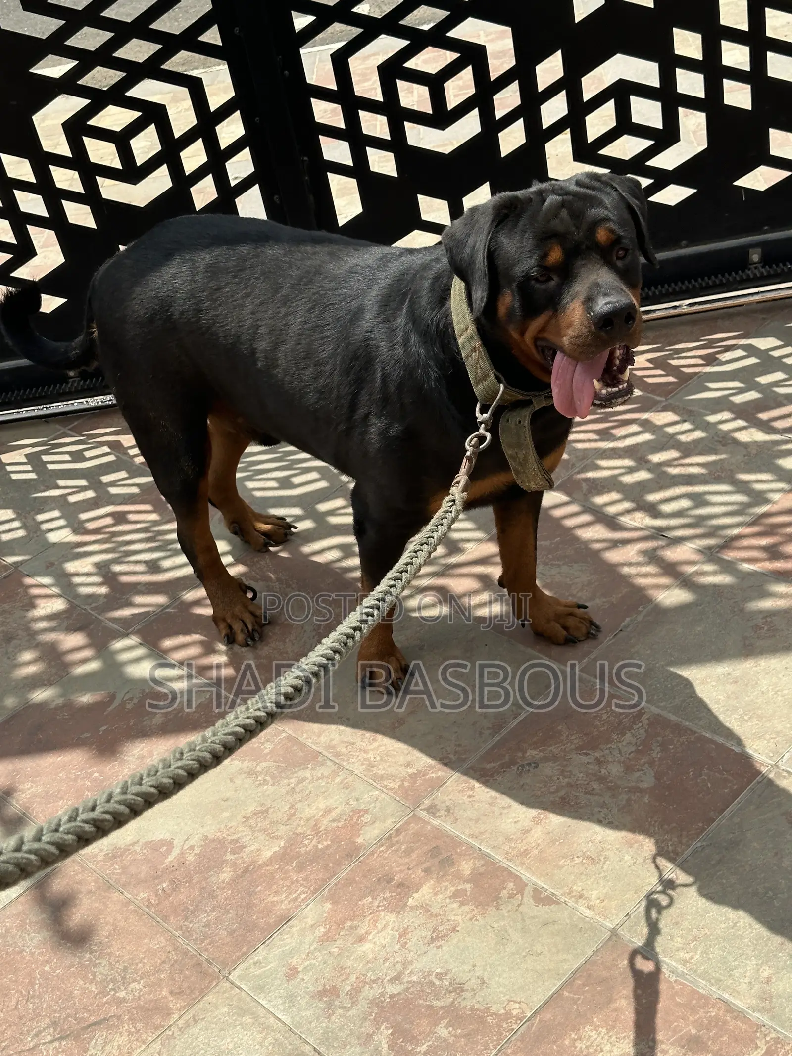 1+ year Male Purebred Rottweiler