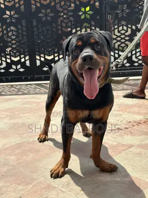 1+ year Male Purebred Rottweiler
