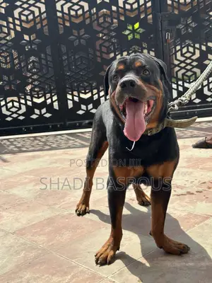 1+ year Male Purebred Rottweiler