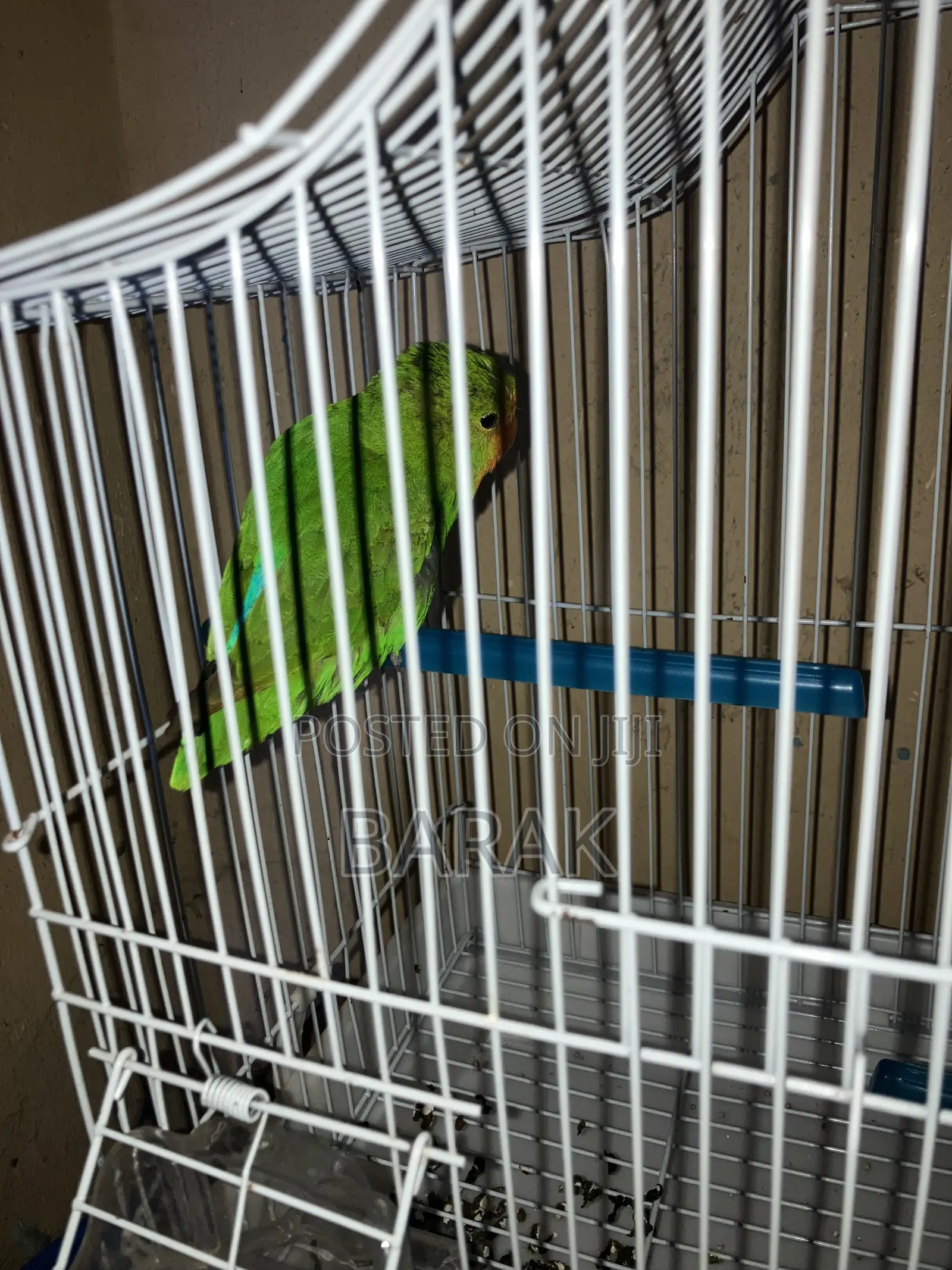 Parrots Lovebirds