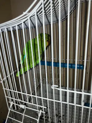 Parrots Lovebirds