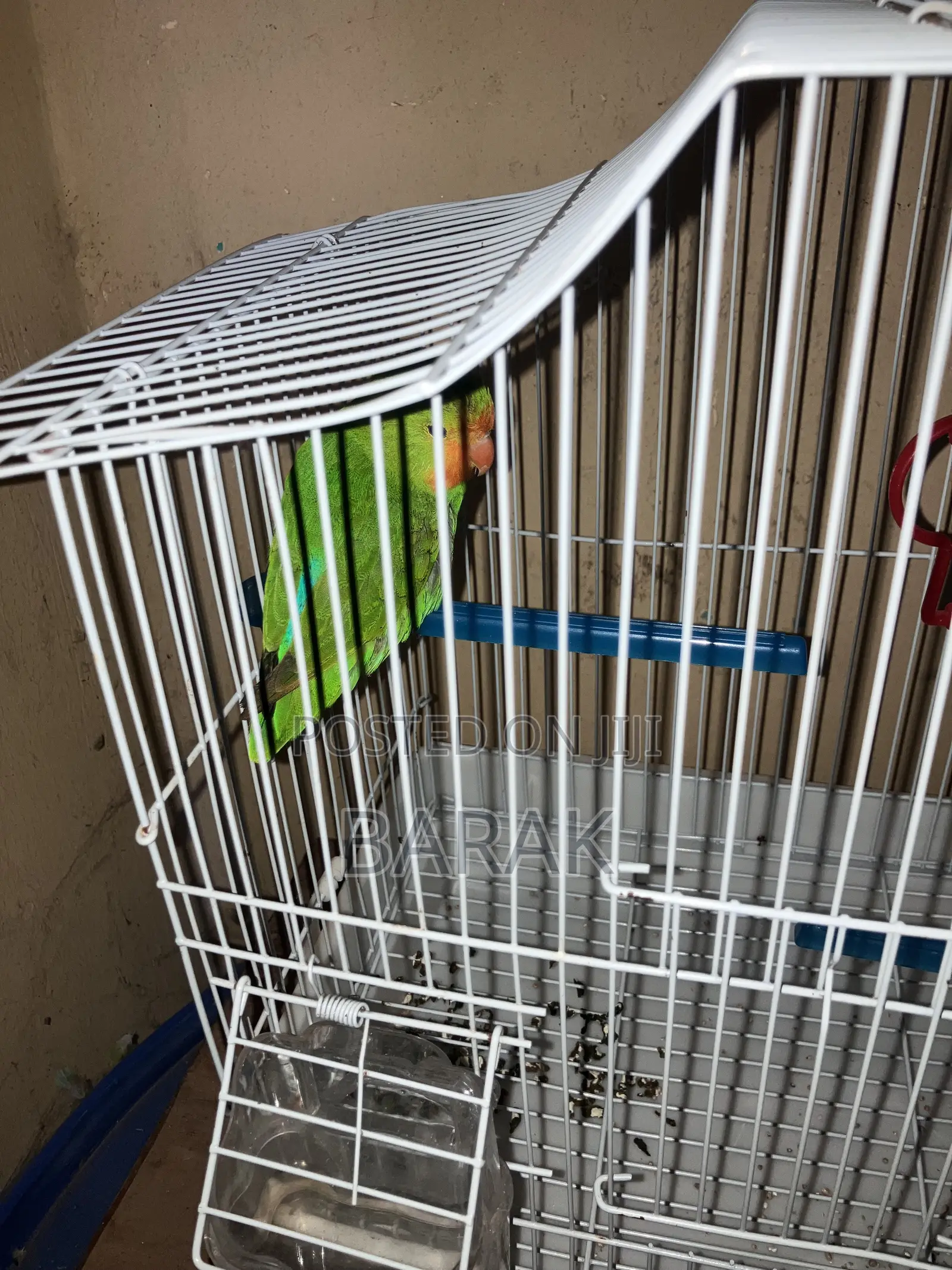 Parrots Lovebirds