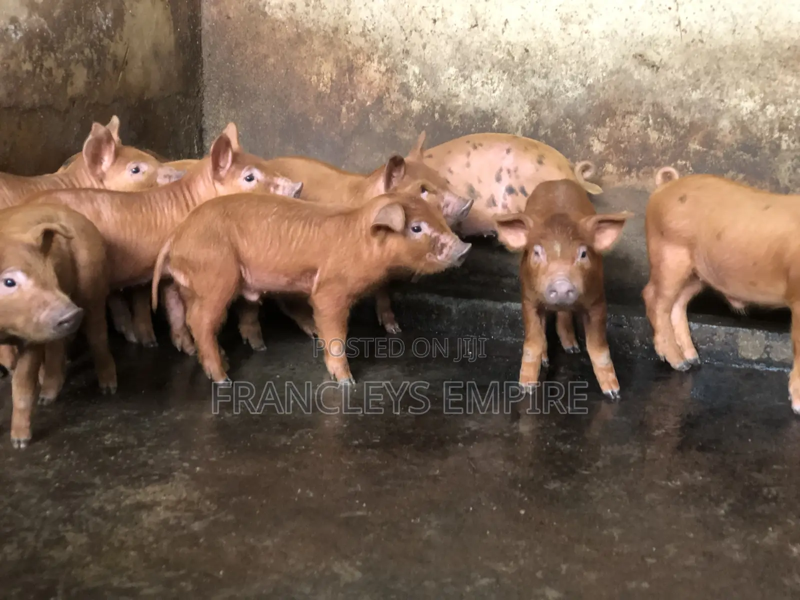 Pure Duroc Piglets for Sale