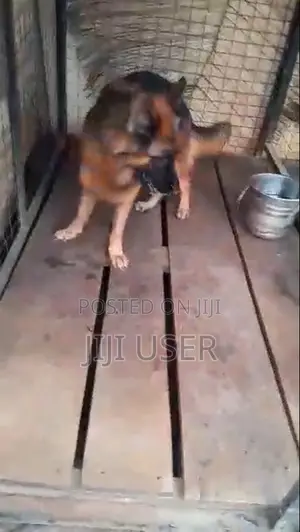 1+ year Female Purebred German Shepherd