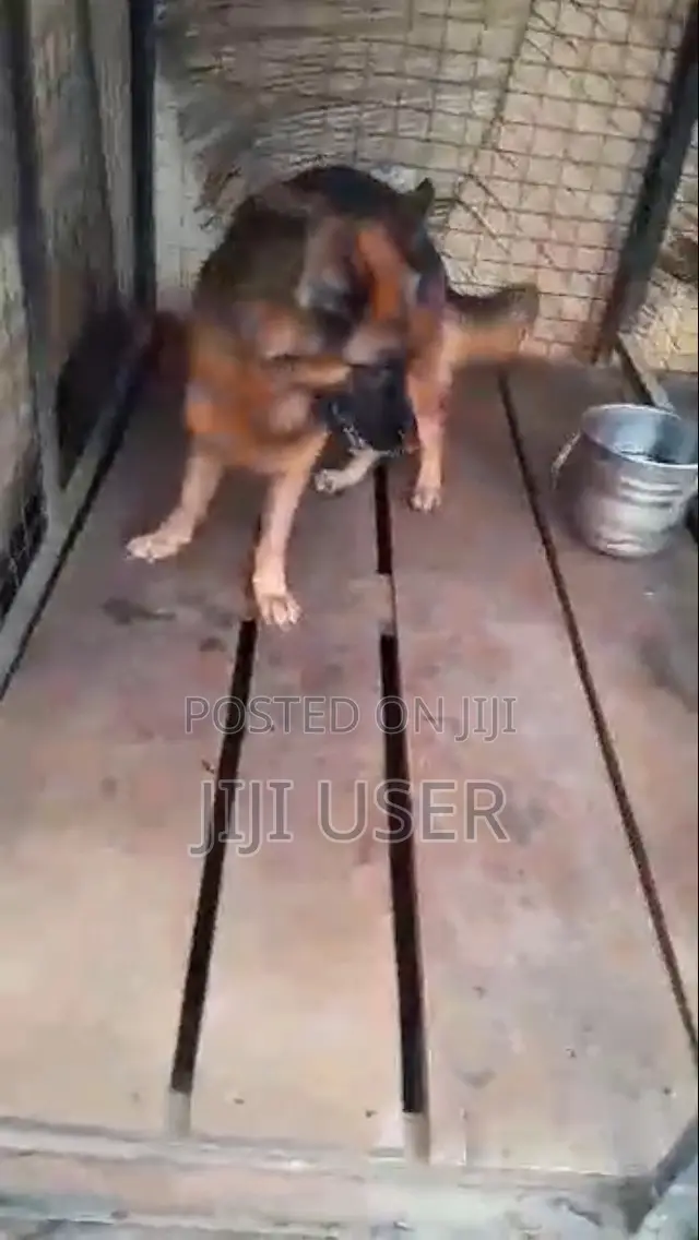 1+ year Female Purebred German Shepherd