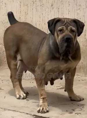 1+ year Female Purebred Boerboel