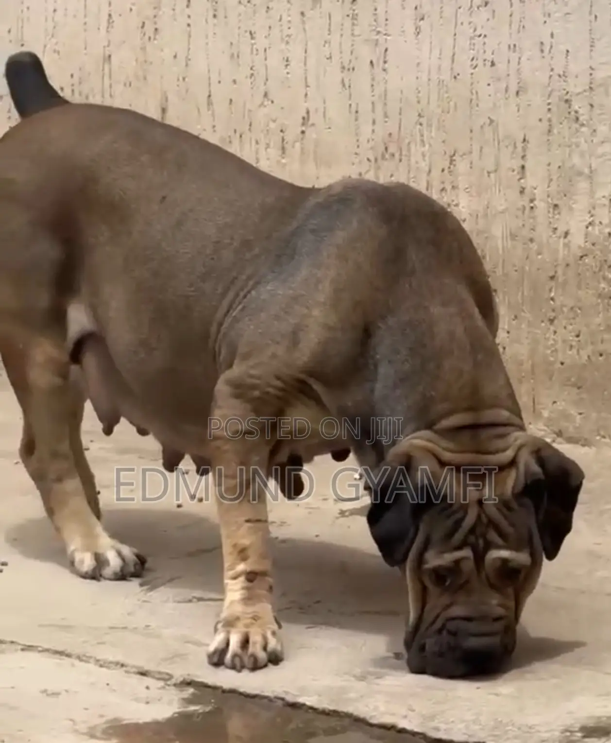 1+ year Female Purebred Boerboel