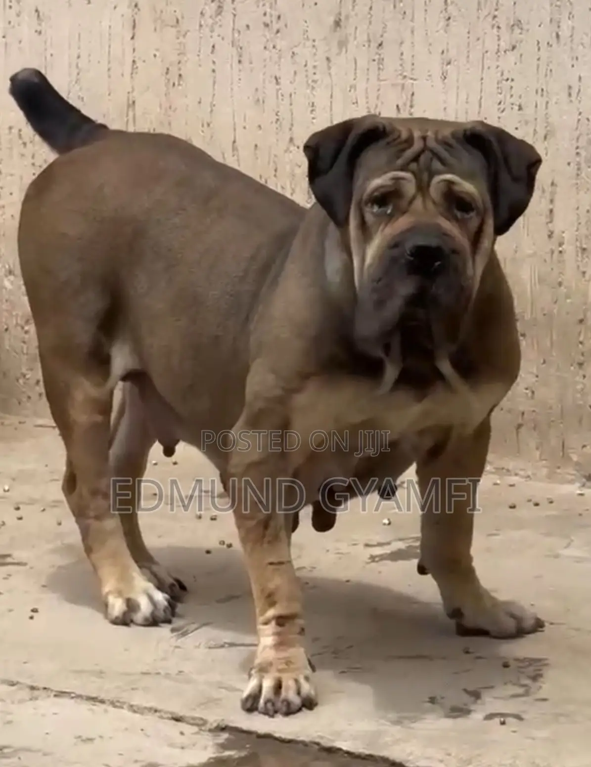1+ year Female Purebred Boerboel