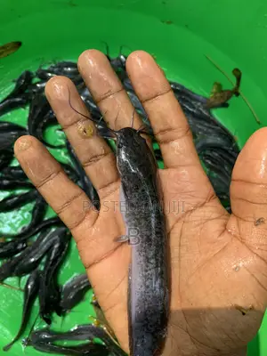 Catfish Fingerlings / Fast Growing