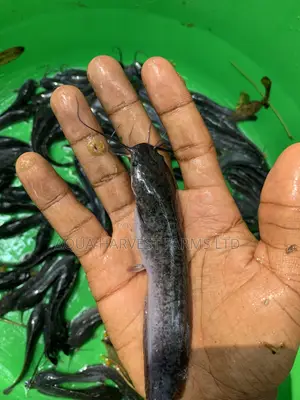 Catfish Fingerlings / Fast Growing