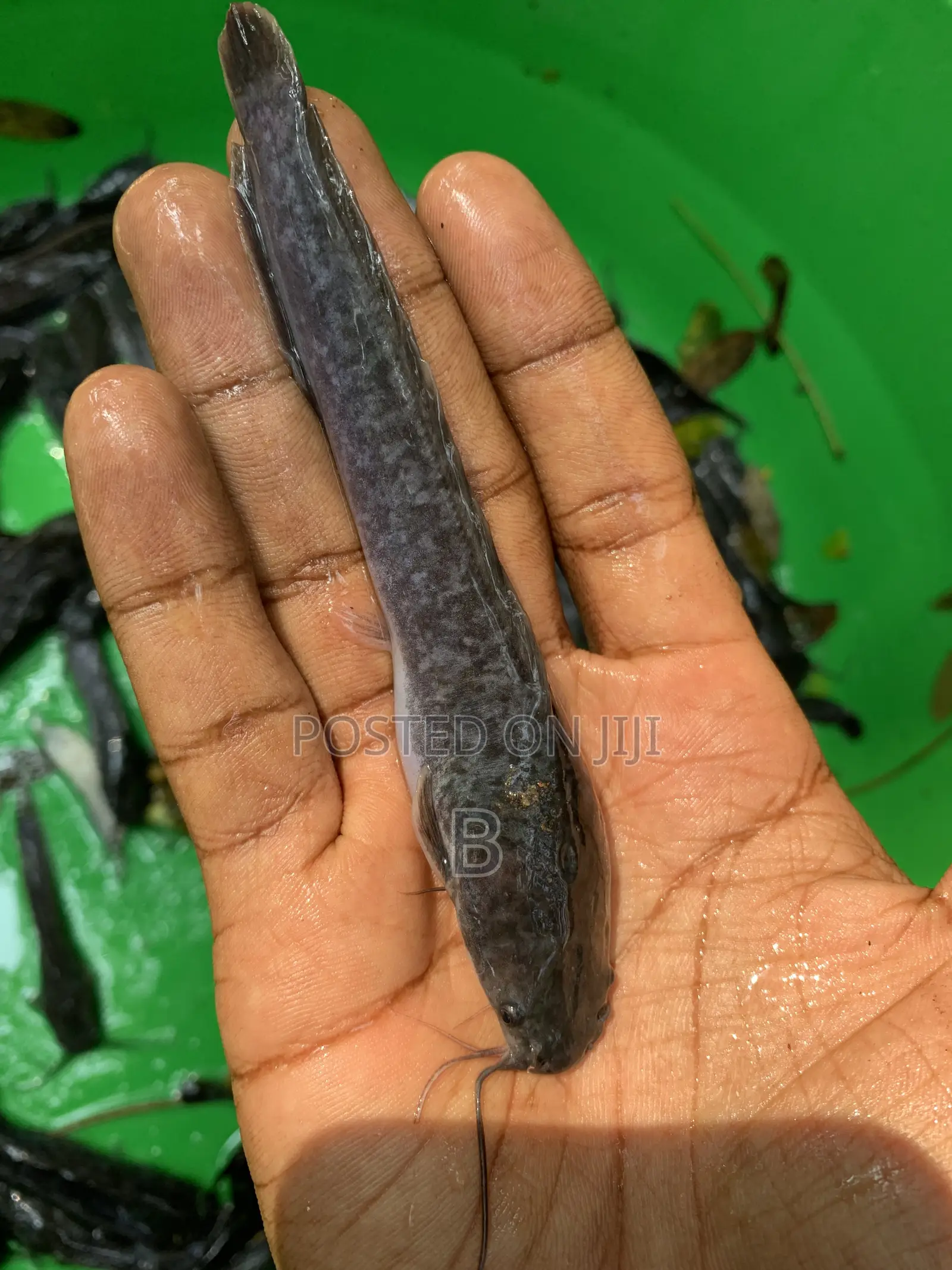 Catfish Fingerlings / Fast Growing