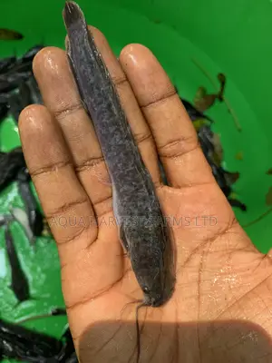 Catfish Fingerlings / Fast Growing