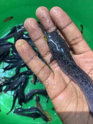Catfish Fingerlings / Fast Growing