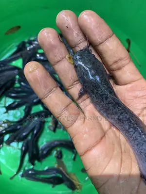 Catfish Fingerlings / Fast Growing