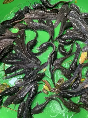 Catfish Fingerlings / Fast Growing