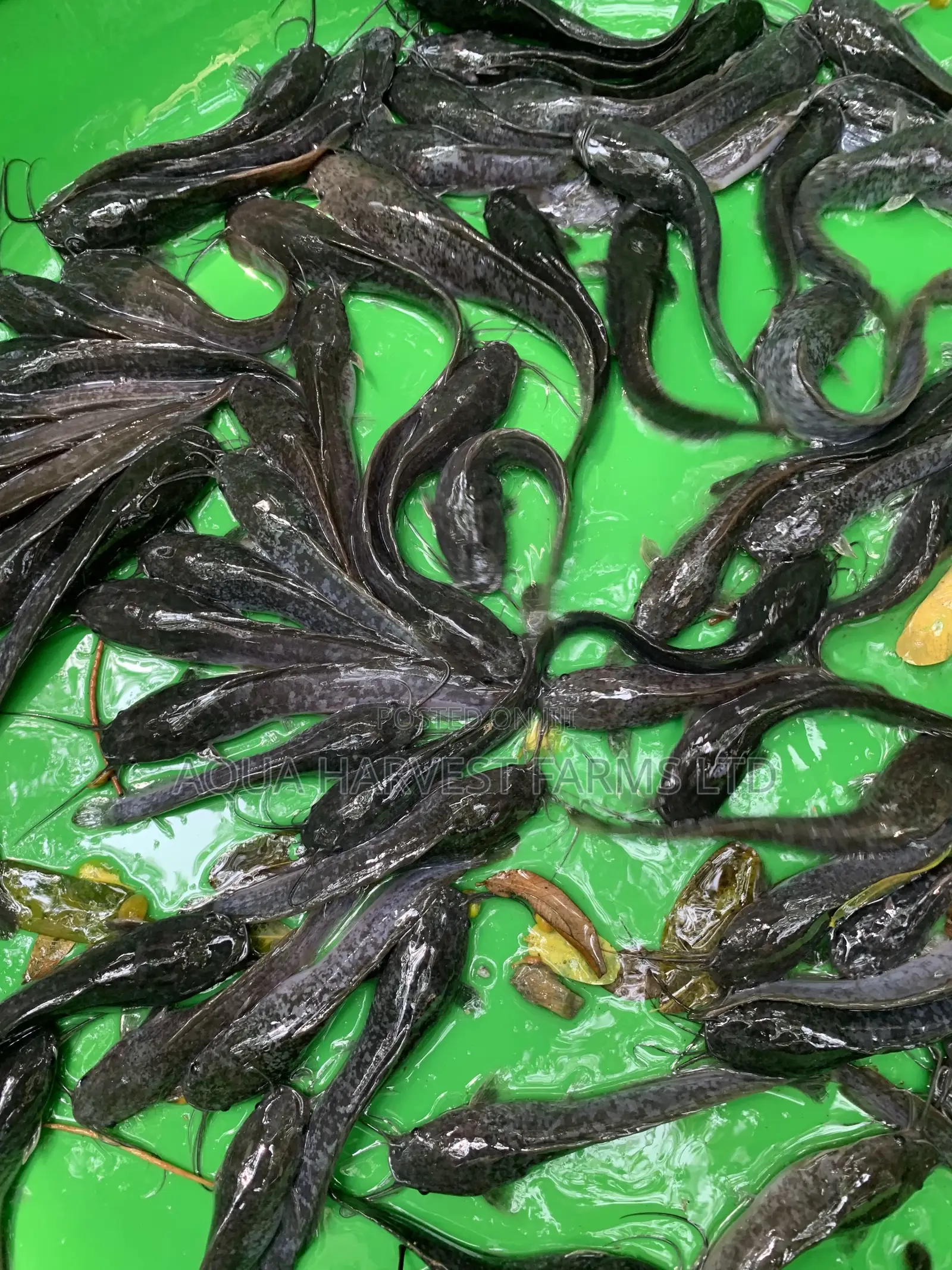 Catfish Fingerlings / Fast Growing