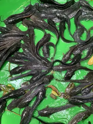 Catfish Fingerlings / Fast Growing